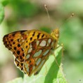 /album/perletovec-maly/a2015-06-10-23-jpg/